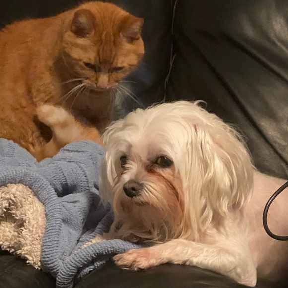 Meet your Posher, Otto - Picture 6 of 16